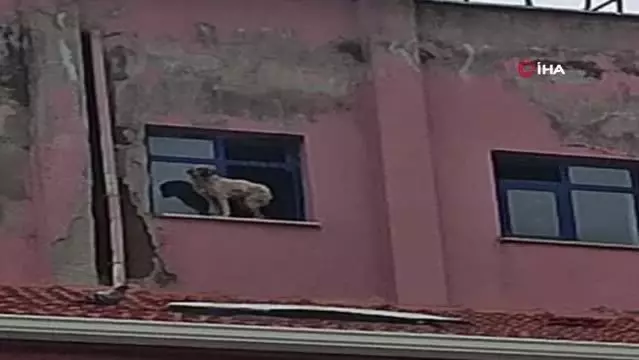 Binanın 9'uncu katındaki köpeğe seslenen vatandaş: Ne derdin var intihar etme