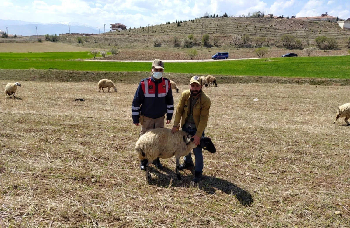 Son dakika... Elazığ\'da kayıp koyunlar jandarma tarafından bulundu