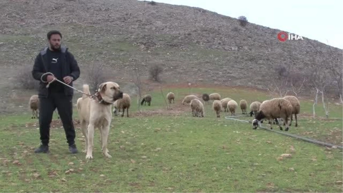 İnsan boyunda çoban köpekleriyle çiftlik kurdu