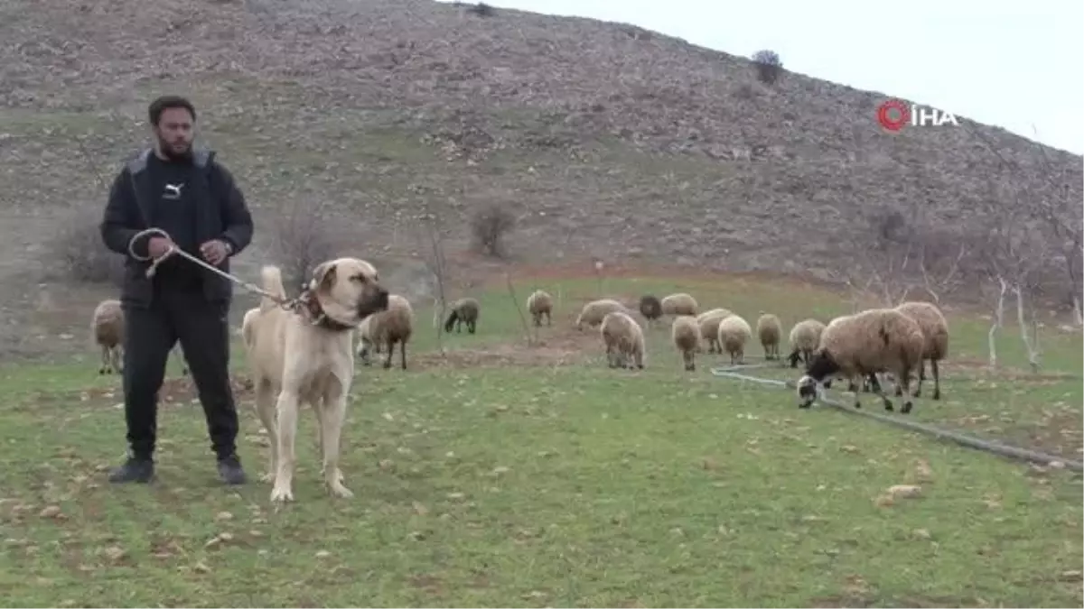 İnsan boyunda çoban köpekleriyle çiftlik kurdu