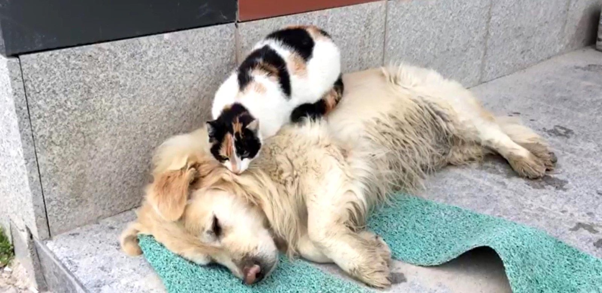 Kedi ile köpeğin şaşırtan dostluğu