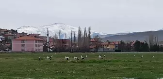 Leylekler göç yolunda Mahmut köyünde konakladı