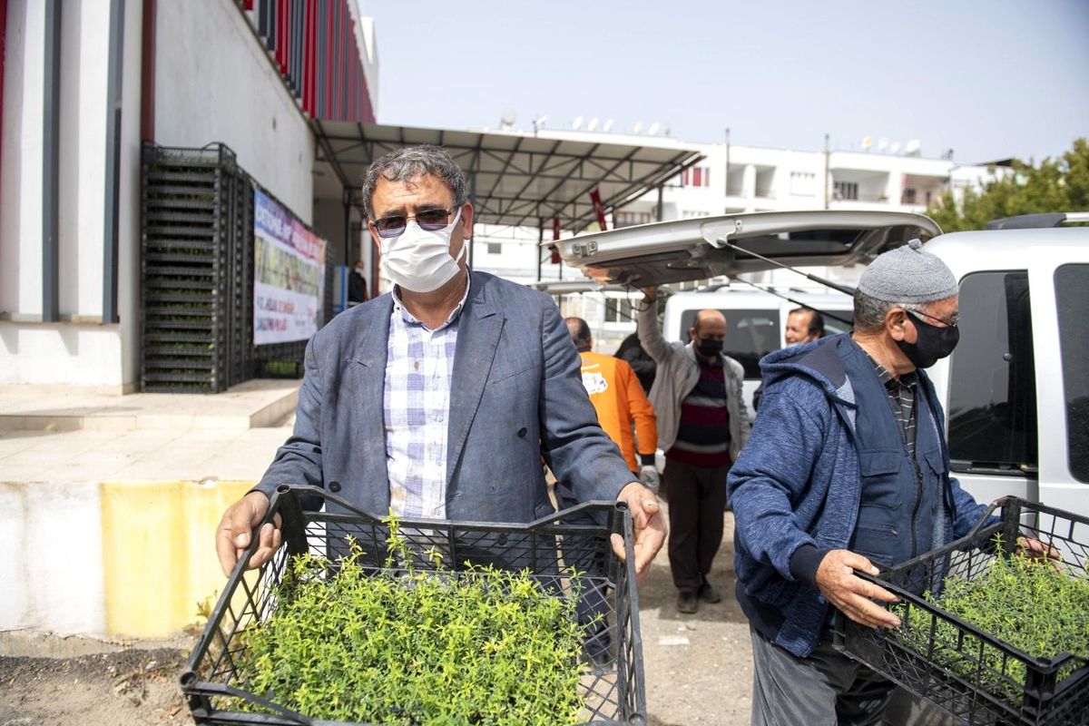 Mersin\'de üreticilere kantaron fidesi dağıtıldı