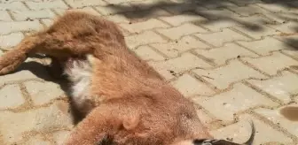 Muğla'da, nesli tükenme tehlikesinde olan 'Karakulak' ölü bulundu