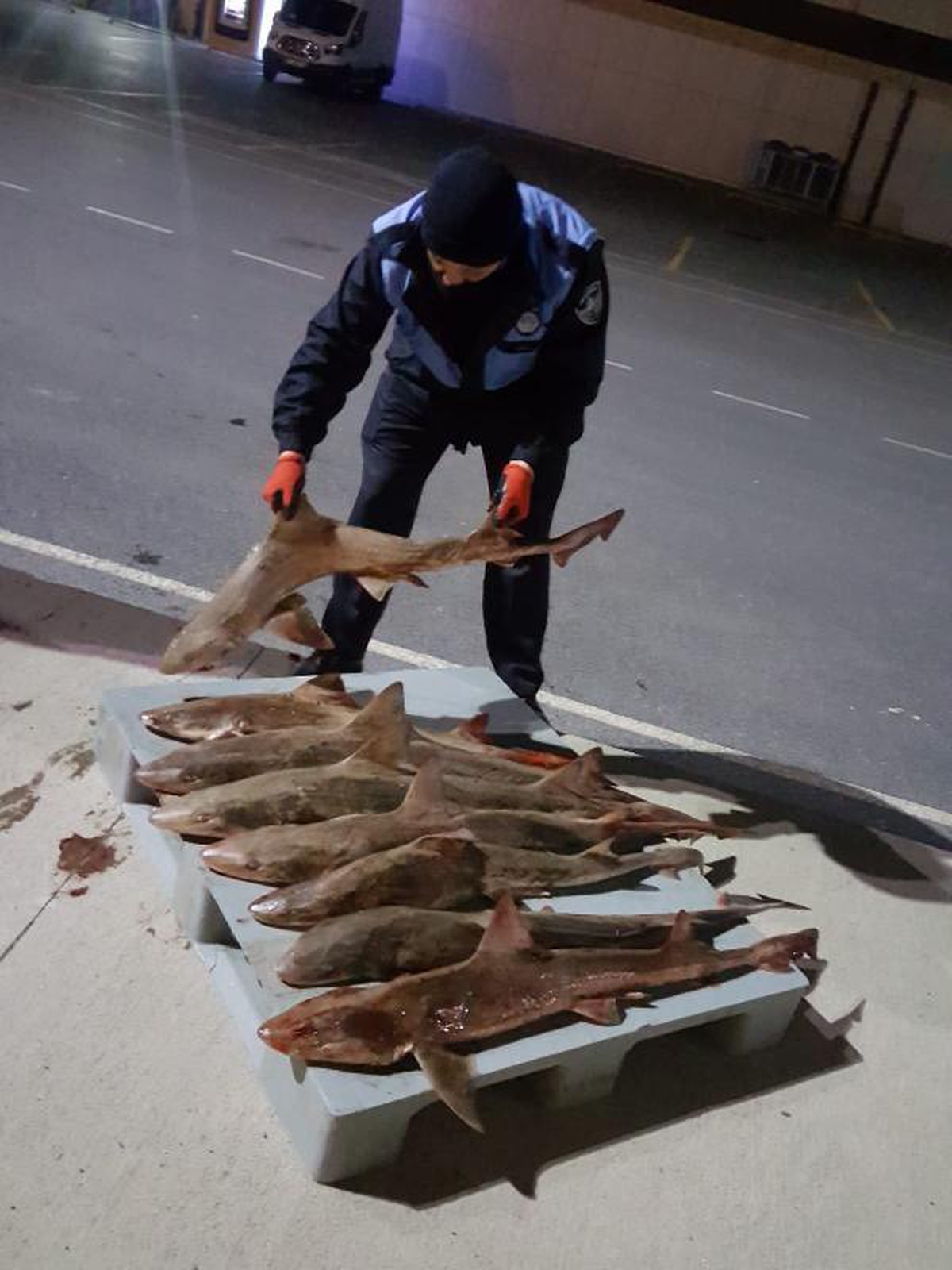 Balık halinde 8 tane camgöz köpekbalığına el konuldu