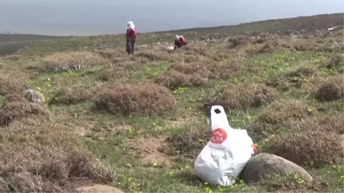 Dağlardan toplanan çiriş otu gelir kapısı oldu