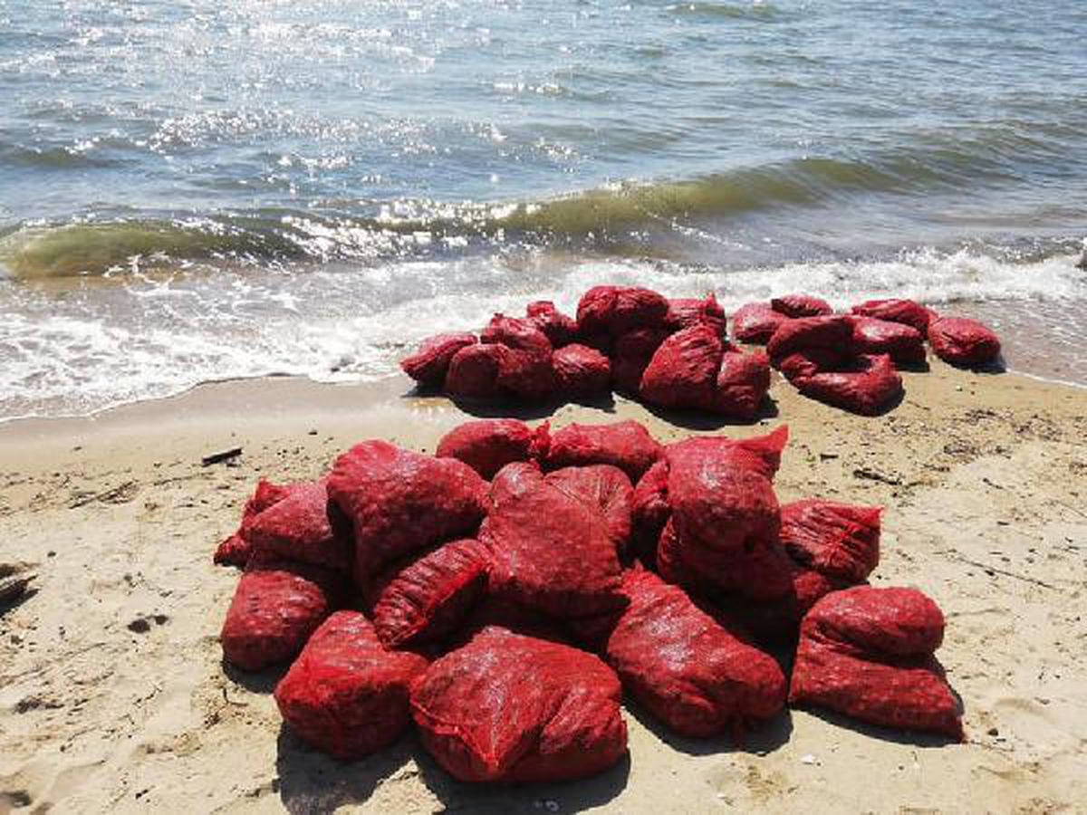 Edirne\'de, 876 kilo kaçak midyeye 449 bin lira ceza