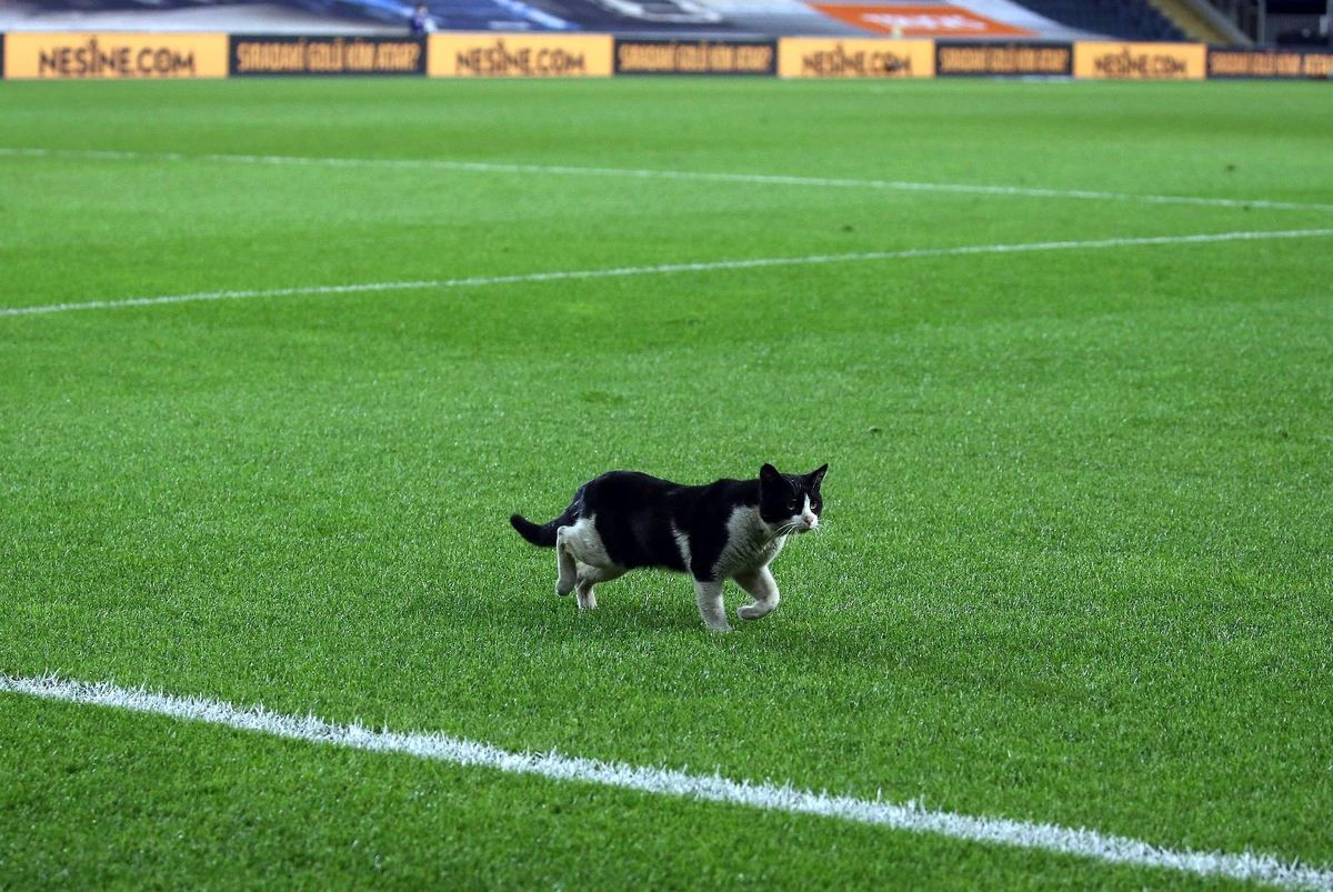 Kadıköy\'de sahaya kedi girdi