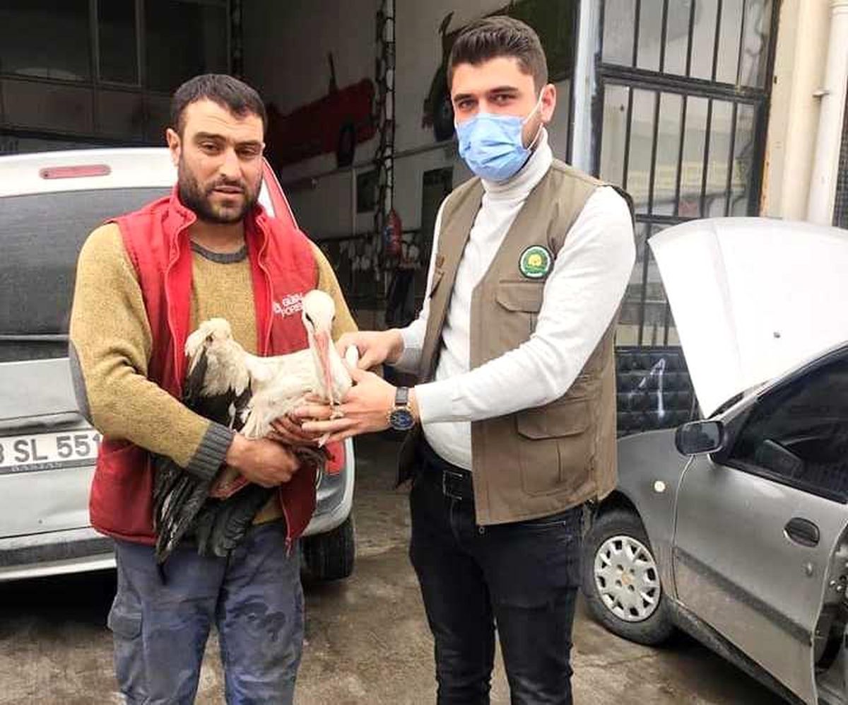 Kütahya\'da yaralı leylek tedavi altına alındı