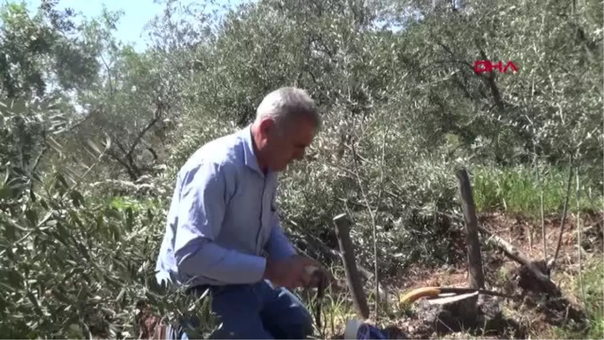 MARDİN DERİK\'TEKİ 10 BİN ZEYTİN AĞACINI TEK BAŞINA AŞILAYACAK