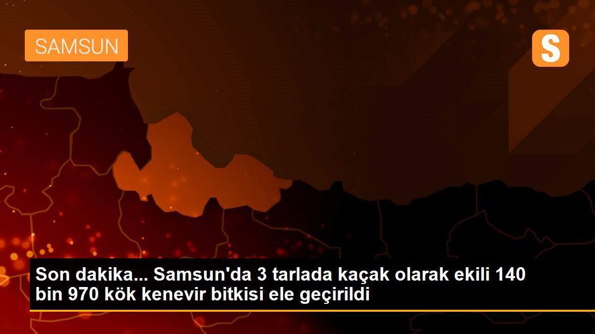 Son dakika... Samsun\'da 3 tarlada kaçak olarak ekili 140 bin 970 kök kenevir bitkisi ele geçirildi