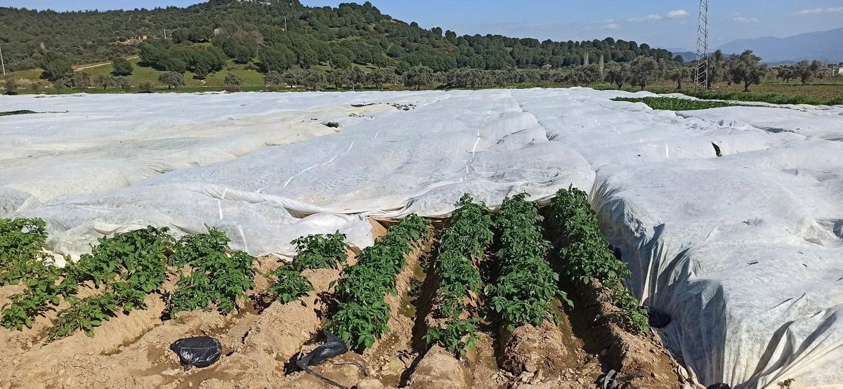 "Alımlar patates üreticisine soluk aldıracak"