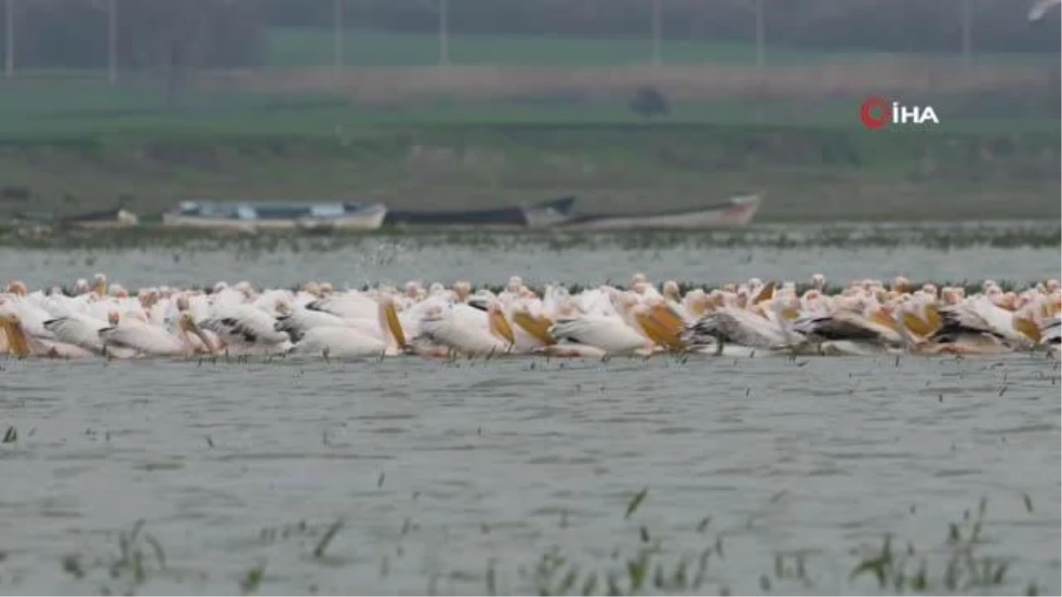 Bursa\'da görüntülenen Ak pelikanların görüntüsü mest etti