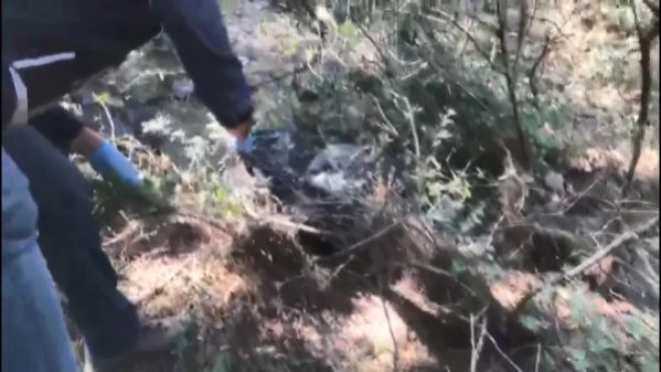 Bursa'da, ormanlıktaki 12 kilo uyuşturucuyu 'Galya' buldu