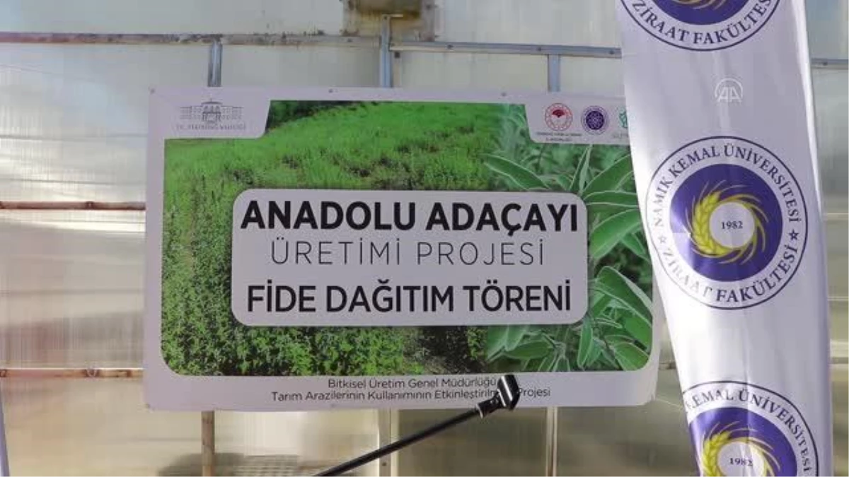 Çiftçilere gelirlerinin artırılması amacıyla 56 bin ada çayı fidesi dağıtıldı