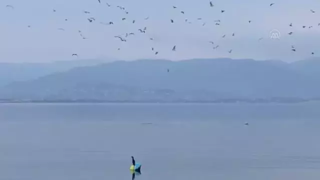 İzmit Körfezi'ni şenlendiren yunuslar renkli görüntüler oluşturdu İzmit Körfezi'ni şenlendiren yunuslar renkli görüntüler oluşturdu