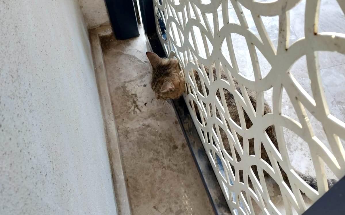 Kafası kapıya sıkışan kedi kurtarıldı