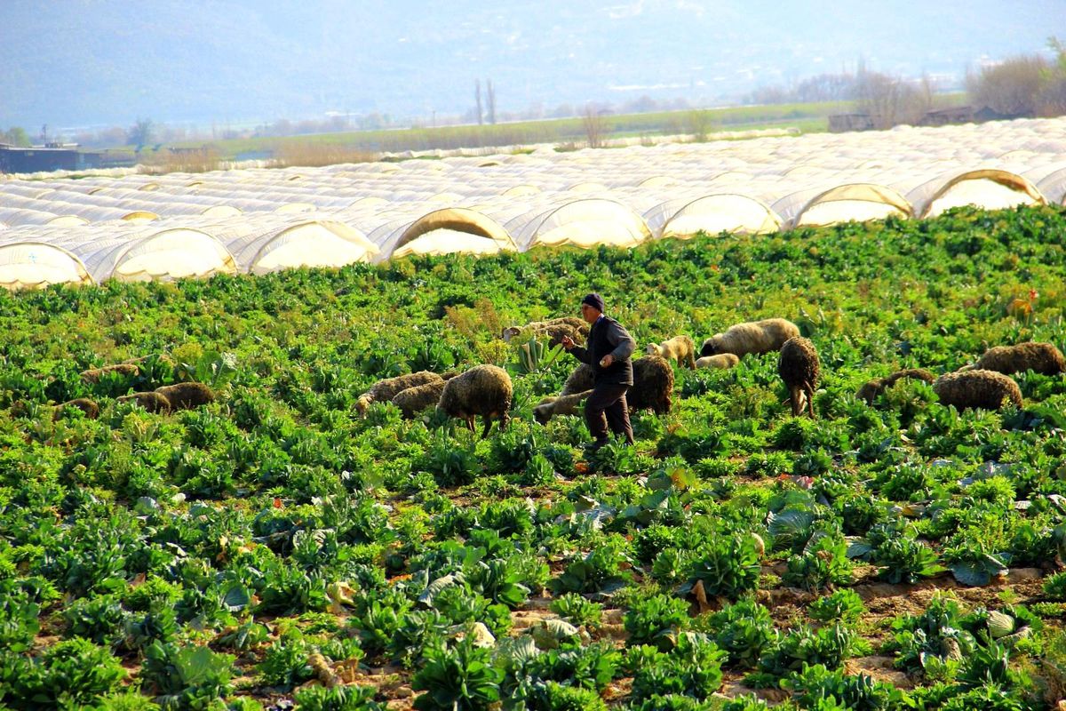 Lahanalar koyunlara kaldı