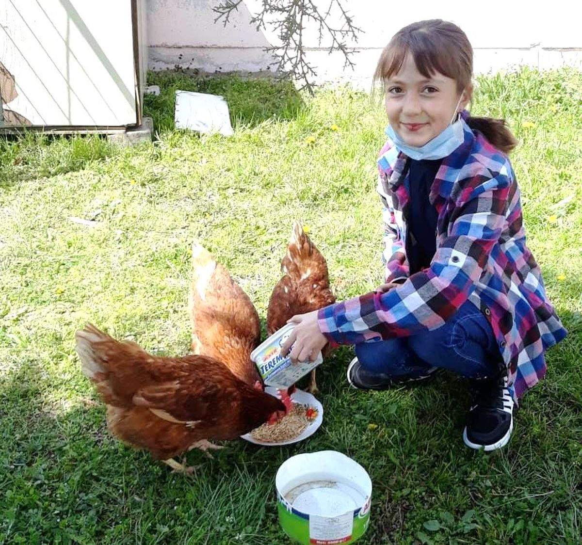 Okul bahçesinde tavuk kümesi