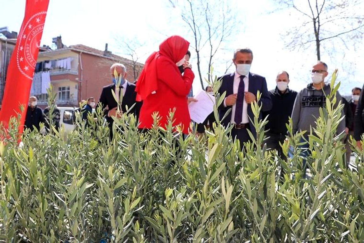 Samsun\'da çiftçinin gelirini attırmak için zeytin fidanı dağıtılıyor