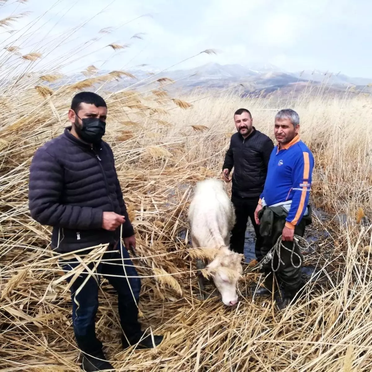 Sazlık alanda mahsur kalan büyükbaş hayvanlar kurtarıldı