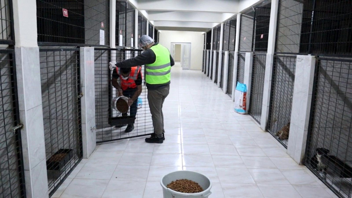 Sokak hayvanları bakımevinin kanatları altında