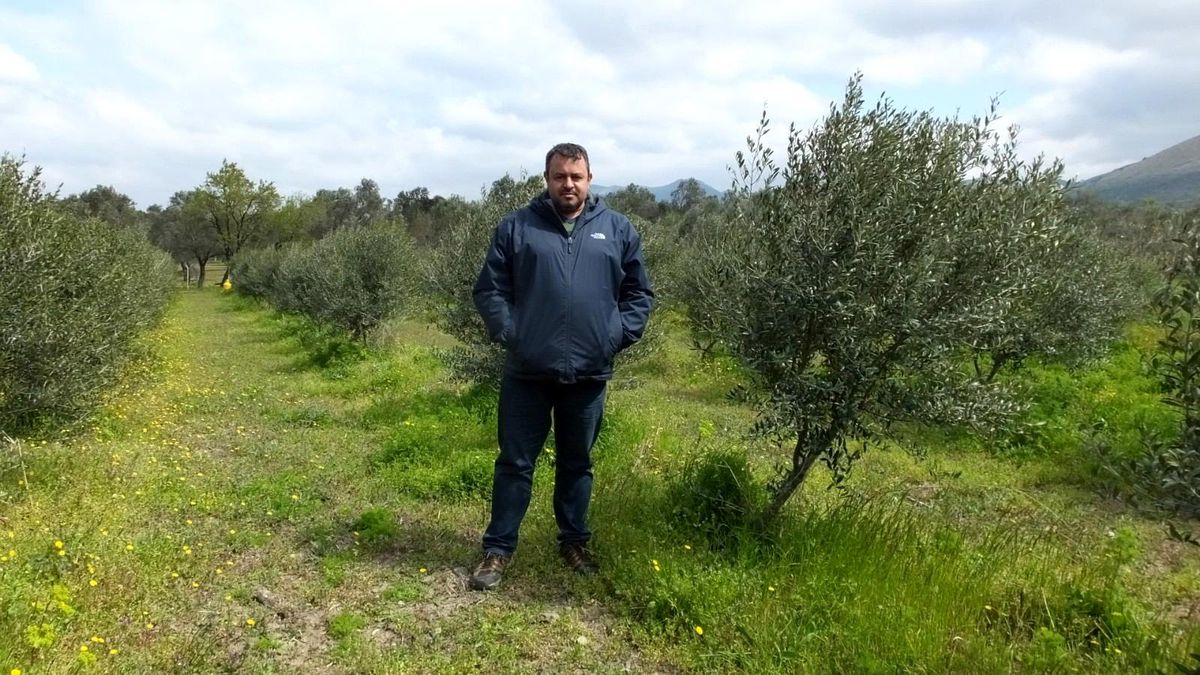 Burhaniye\'de bodur zeytin dikimi yaygınlaştı