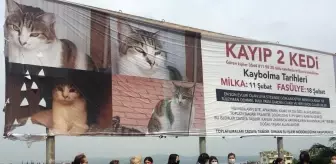 Kaybolan iki kedi için kadınlar seferber oldu