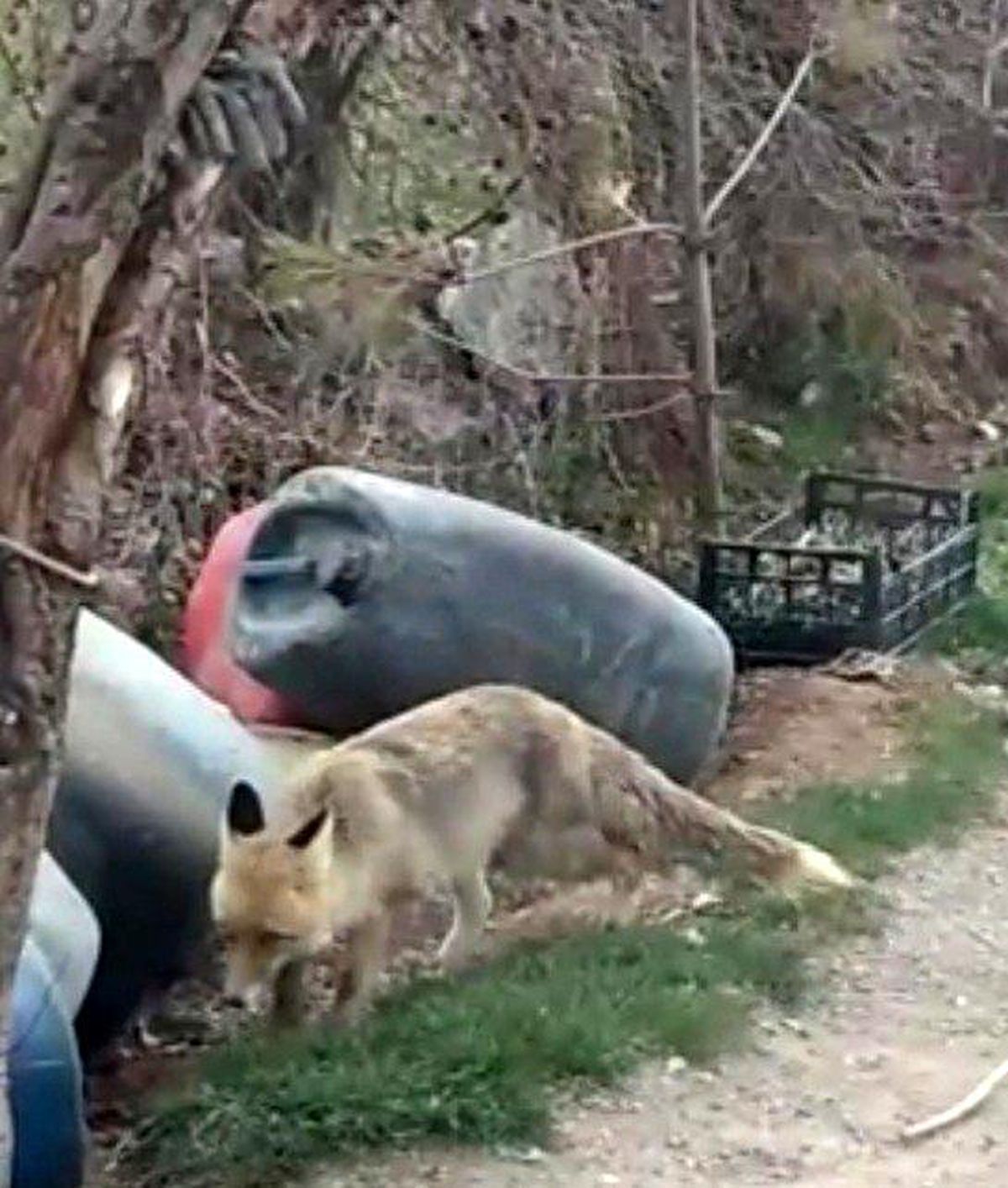 Köylülerin tilkilerle başı dertte