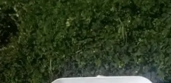 Otomobil içindeki yılan doğaya bırakıldı