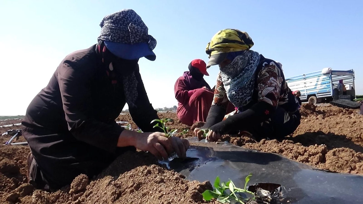 Suriye sınırında biber fideleri toprakla buluşmaya başladı