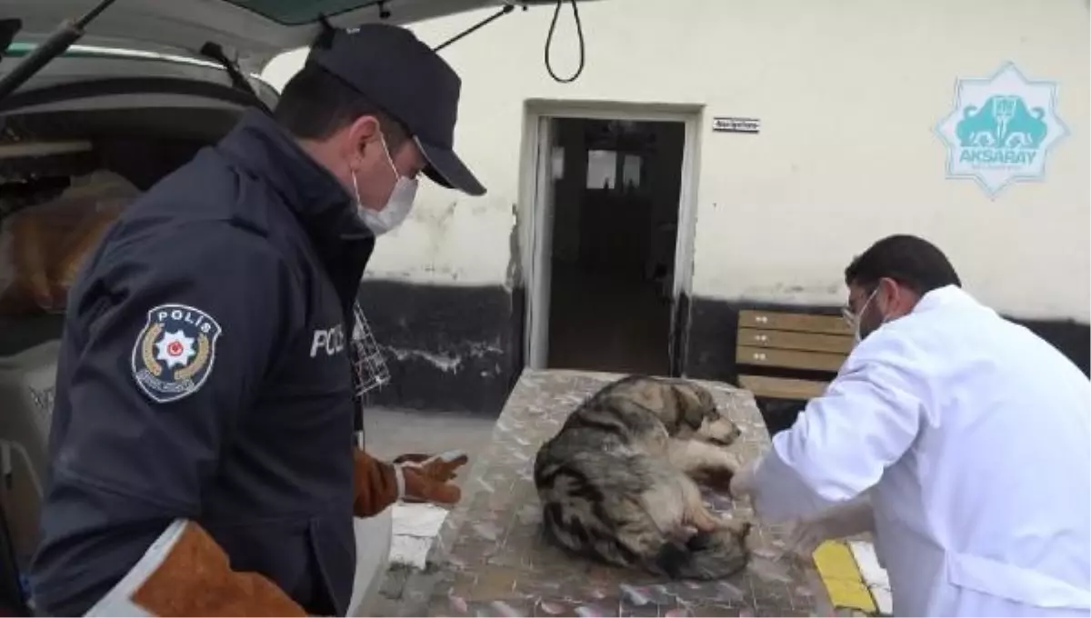 Son dakika haberleri... Yaralı köpeği veterinere \'HAYDİ\' polisleri yetiştirdi