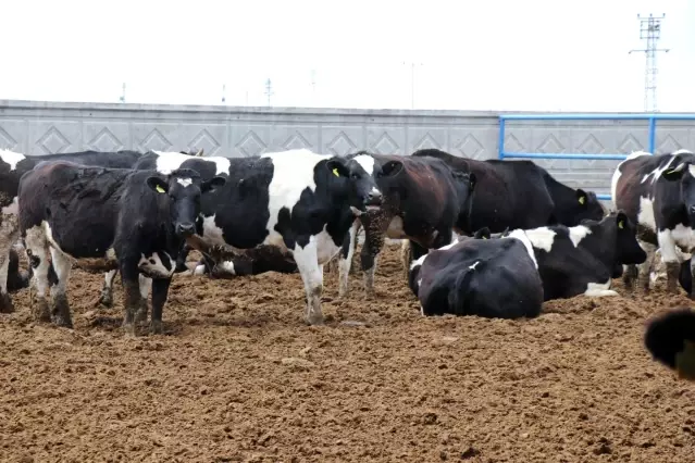 Yem fiyatlarına gelen zamlar üreticileri zora sokuyor