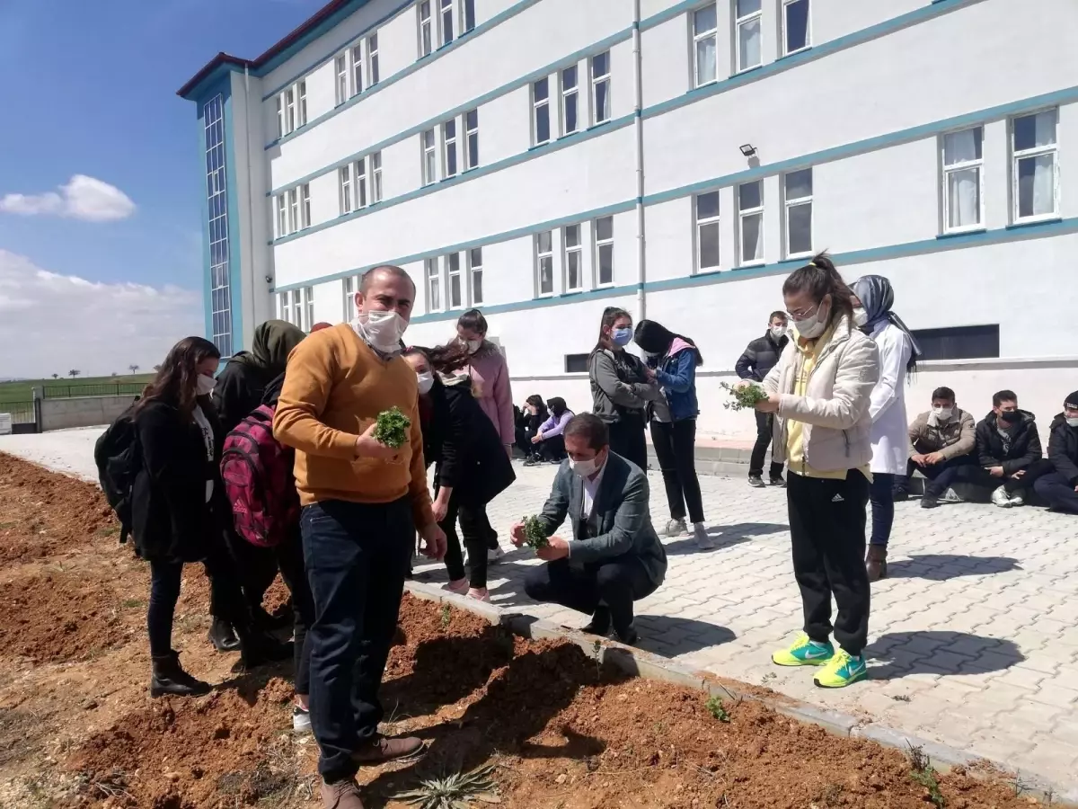 Son Dakika | Afyonkarahisar\'da liseli öğrenciler okul bahçesine kekik fidanı dikti