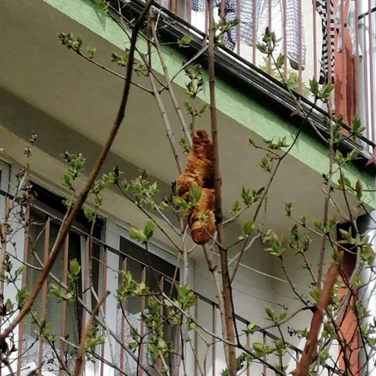 Ağaçta "iguana" olduğu sanılan nesne "kruvasan" çıktı