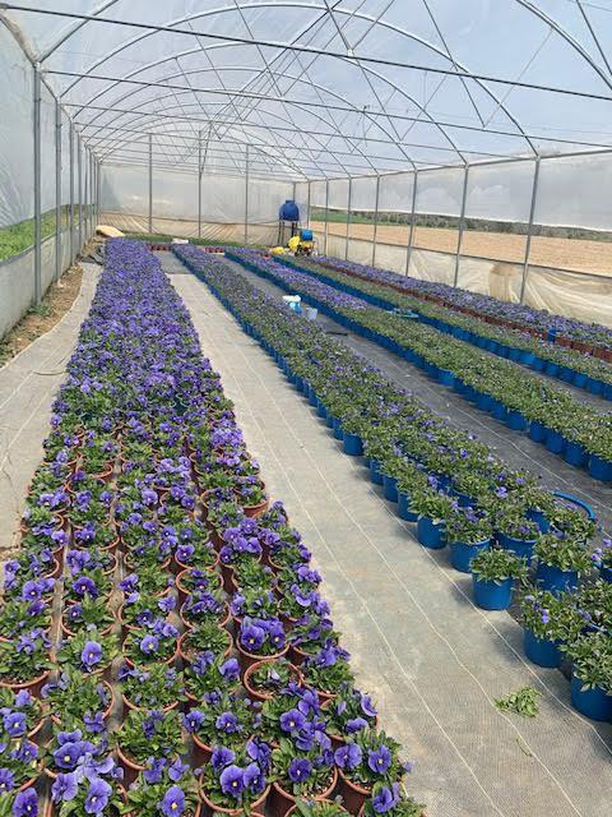 Büyükşehir\'in destek verdiği seralarda üretim devam ediyor