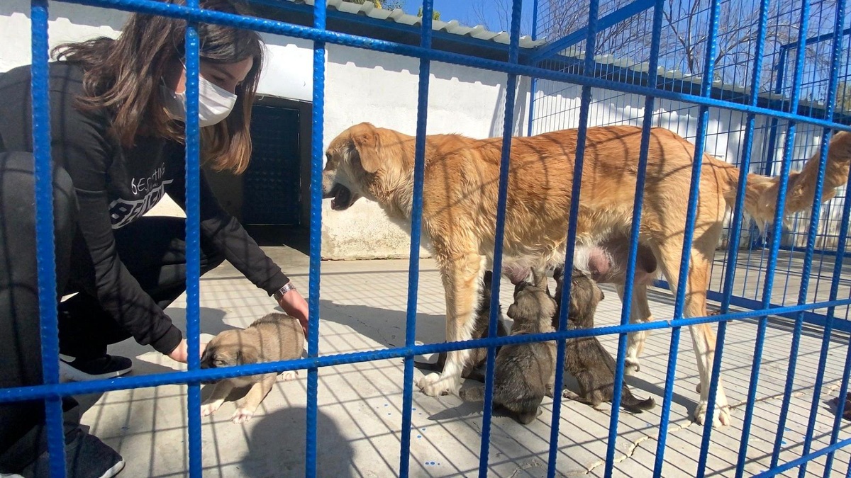 Can Dostlar Kuşadası Rehabilitasyon Merkezi\'nde Sahiplenilmeyi Bekliyor