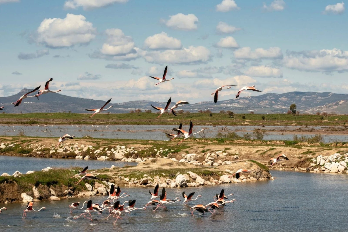 Gediz Deltası\'ndaki kuş göçü hareketliliği kayıt altına alınıyor