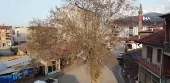 Kesmeye kıyamadıkları 'asırlık çınar ağacı' yol ortasında kaldı