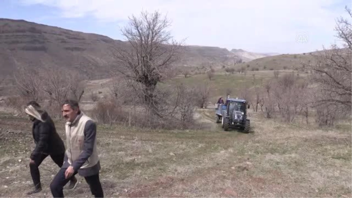 Kırsaldaki ahlat ağaçları aşılanarak "Akçadağ armuduna" dönüştürülecek