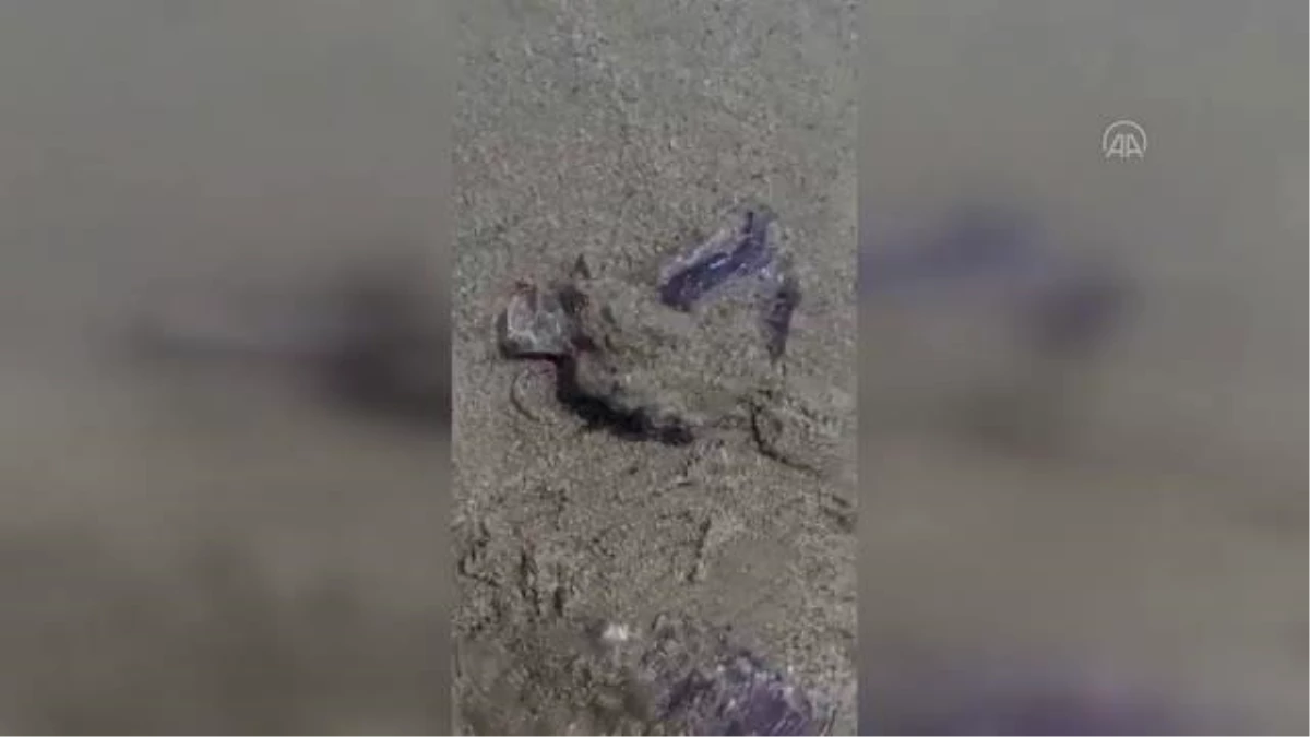 Kuşadası\'nda kıyıya vuran ölü denizanaları incelemeye alındı