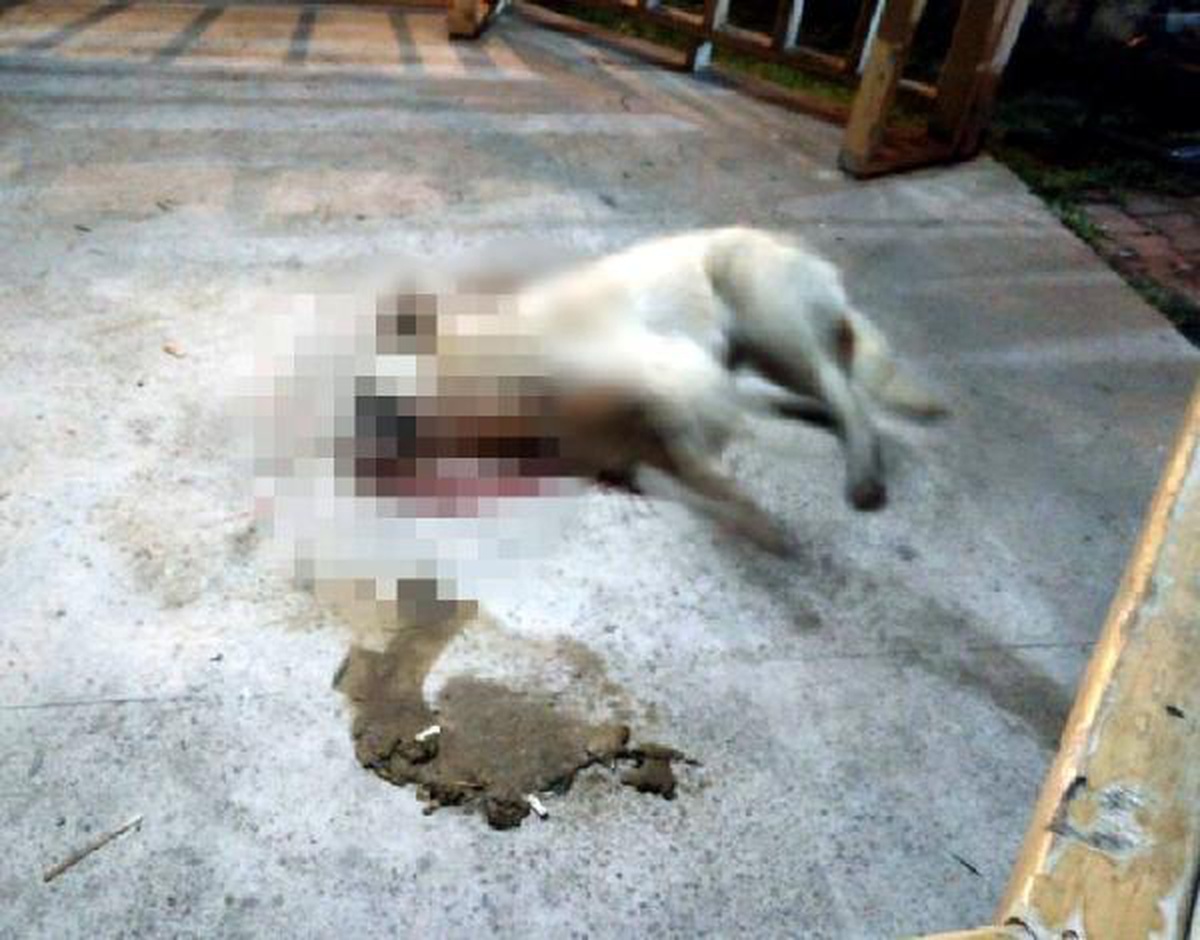 Son dakika haberi! Simav\'da zehirlenen 5 sokak köpeği öldü: 1 gözaltı