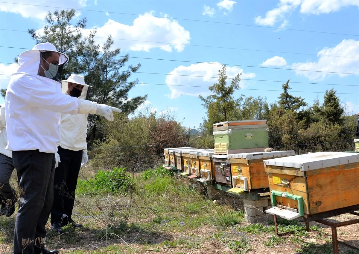 Bilecik\'te arılarda "varroa hastalığı" ile mücadele projesi
