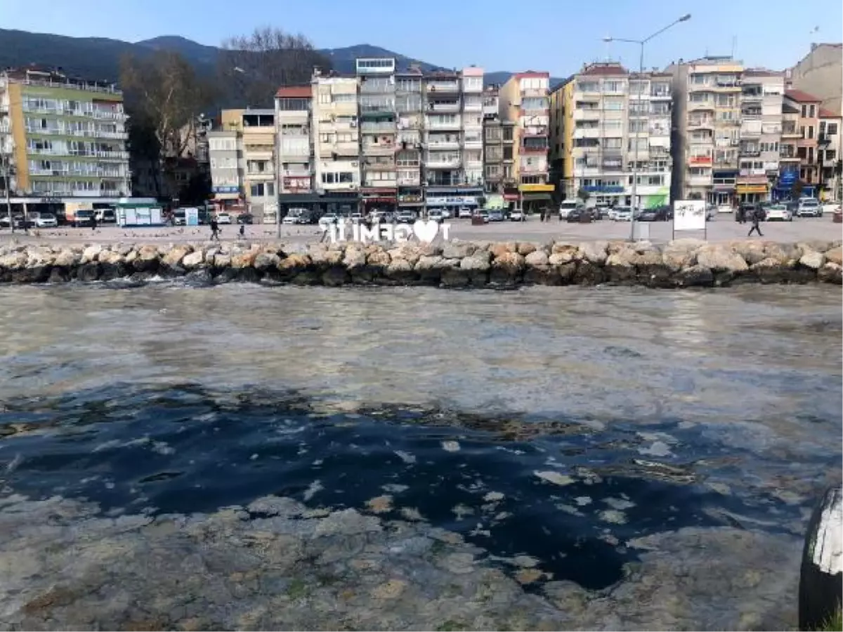 Gemlik sahili, plankton patlaması ile bembeyaz oldu