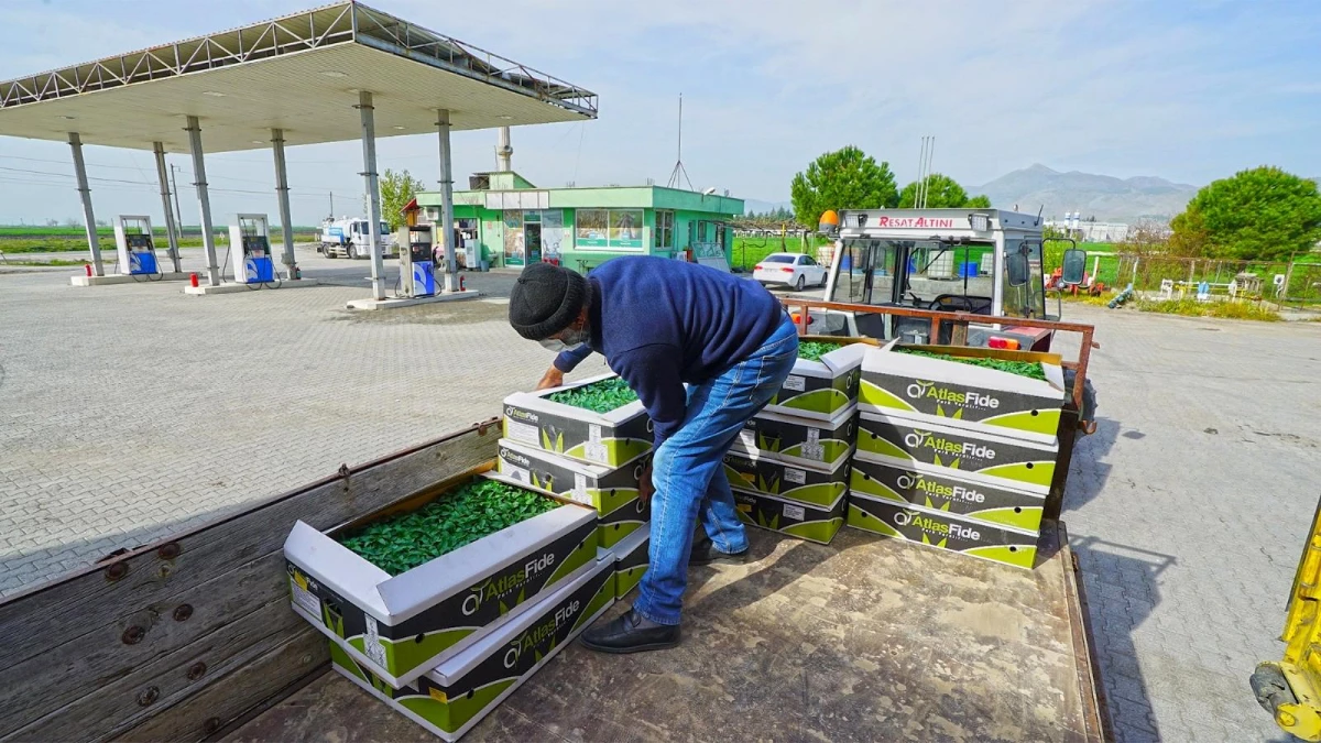 Kahramanmaraş\'ta çiftçiye 2,5 milyon adet biber fidesi dağıtılıyor