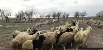 Niğde'de koyun hırsızları yakalandı