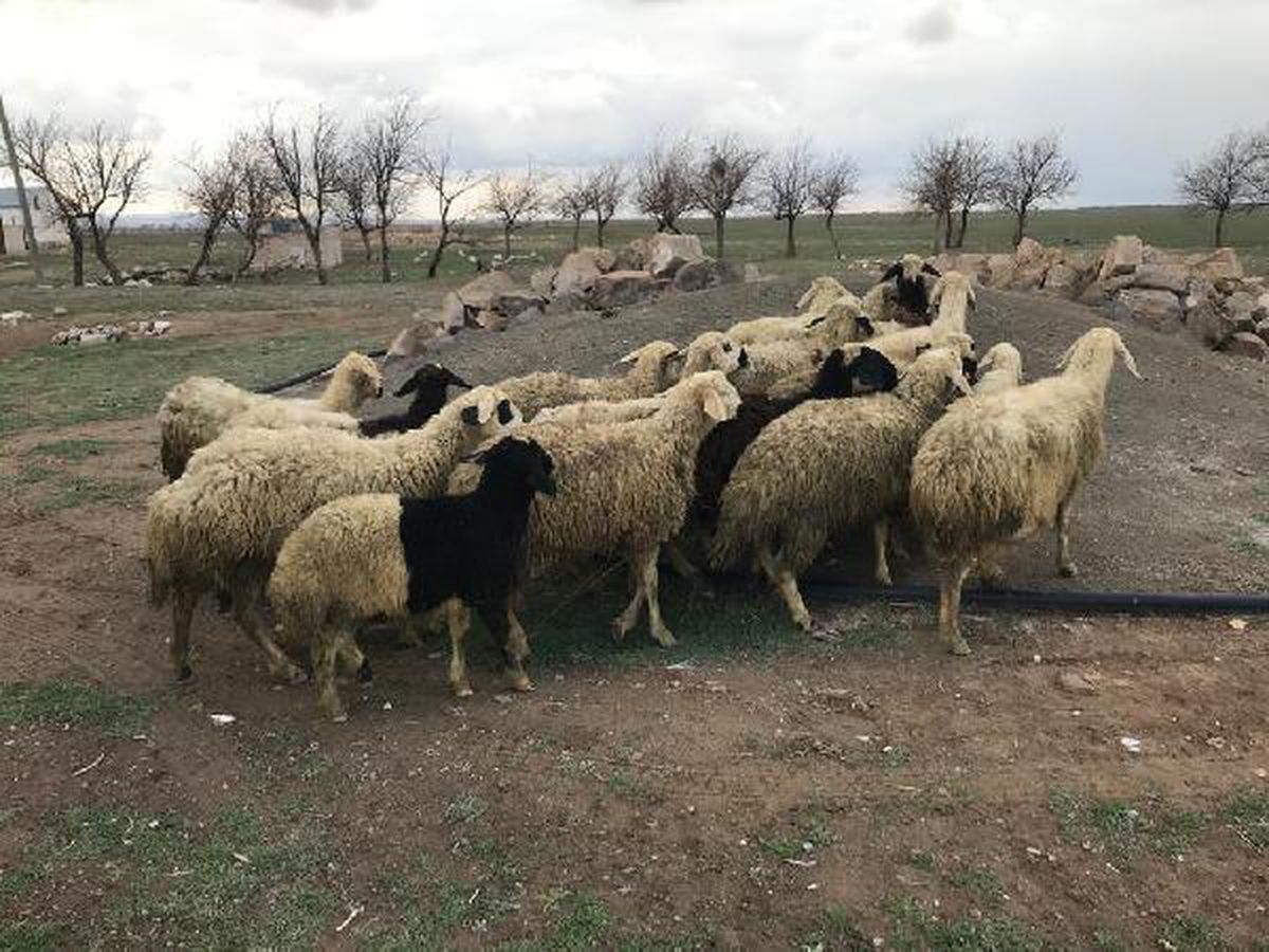 Niğde\'de koyun hırsızları yakalandı