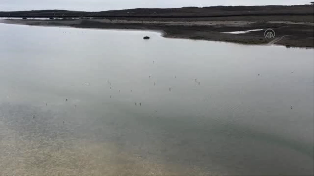 Yaz kuşları kuluçka için "Hersek Lagünü"nde konaklamaya başladı