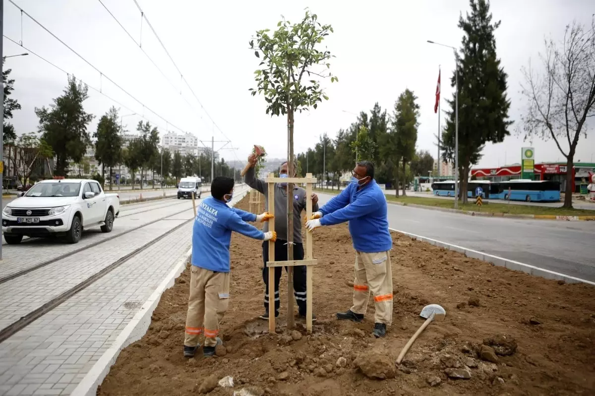 3. Etap Raylı Sistem güzergahı ağaçlandırılıyor