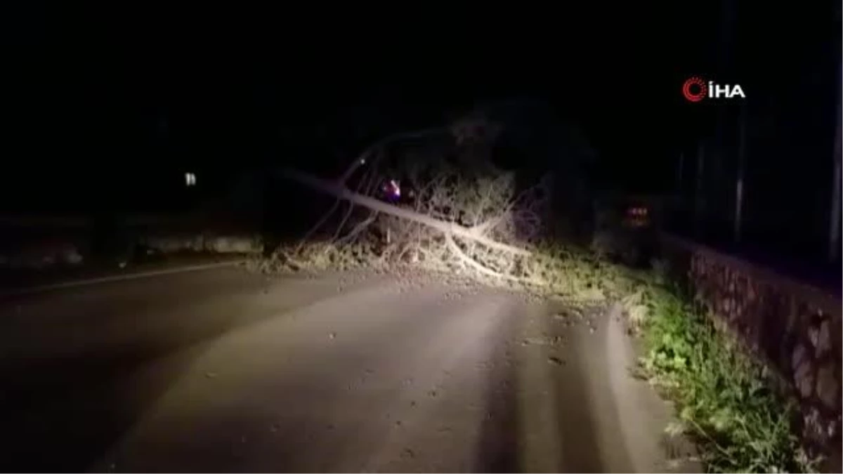 Bodrum\'da fırtına etkili oldu: Ağaçlar devrildi, elektrik nakil hatları koptu